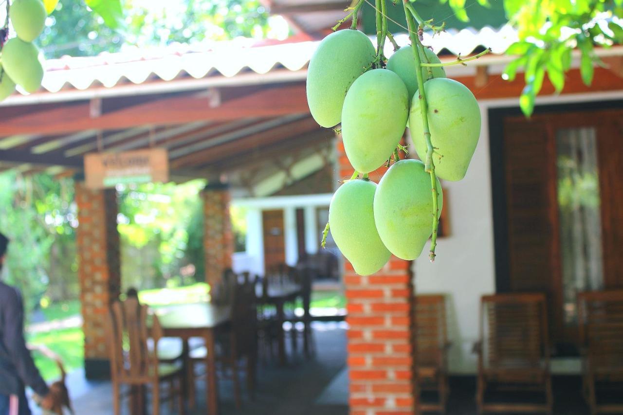 Green Cottage Anurâdhapura Extérieur photo